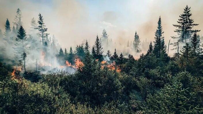 Canadá, Hawái, Tenerife… el planeta sigue golpeado por violentos incendios
