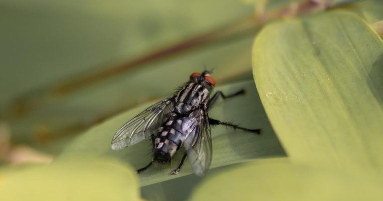 España: las autoridades alertan de la proliferación de picaduras de moscas negras
