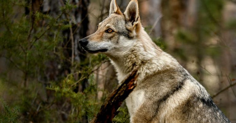 Los lobos han desaparecido oficialmente en Andalucía