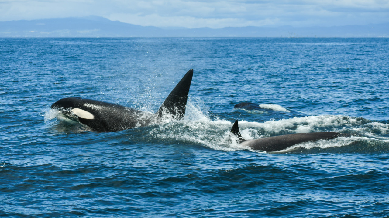 Velero pillado disparando a orcas en el Estrecho de Gibraltar.  ver las fotos