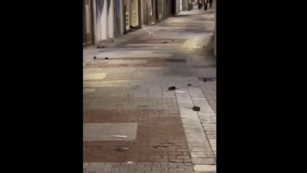 Decenas de ratas corren por las calles de A Coruña.  “El centro está lleno”