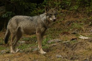 En España, los criadores están preocupados por el fuerte aumento de los ataques de lobos