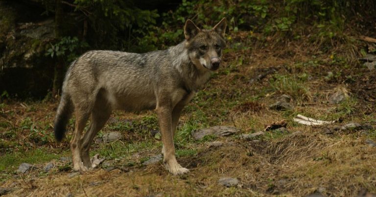 En España, los criadores están preocupados por el fuerte aumento de los ataques de lobos