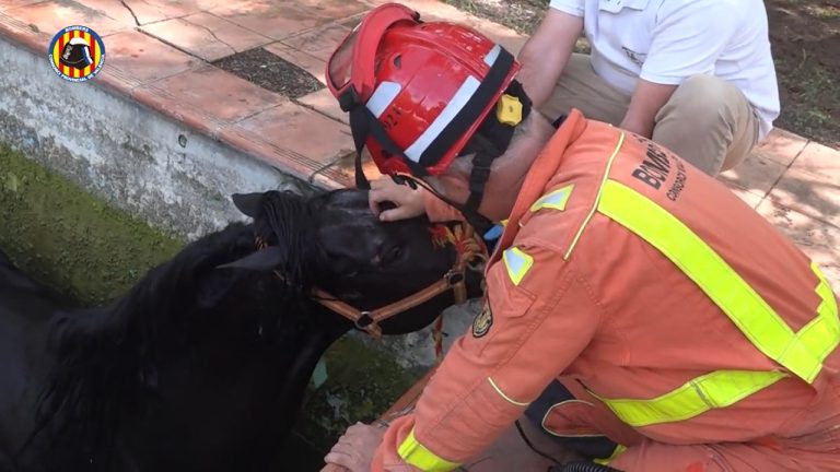 «Muy nervioso».  Caballo cae a una piscina y es rescatado por los bomberos