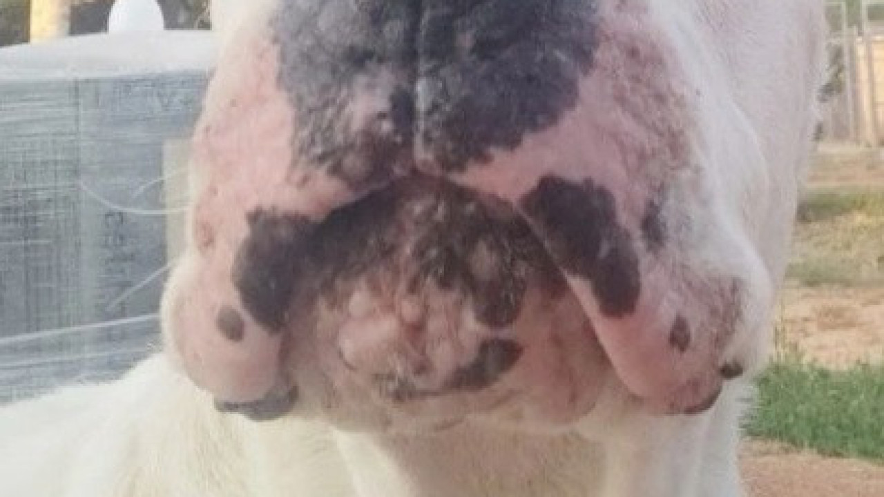 "Amistad".  Veterinario se despide de perro que vivió en su clínica durante 8 años