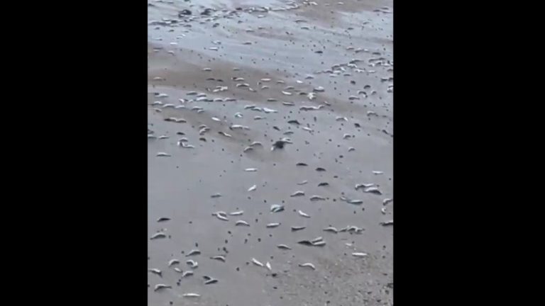 Cientos de sardinas muertas aparecen en una playa de Galicia.  Imágenes