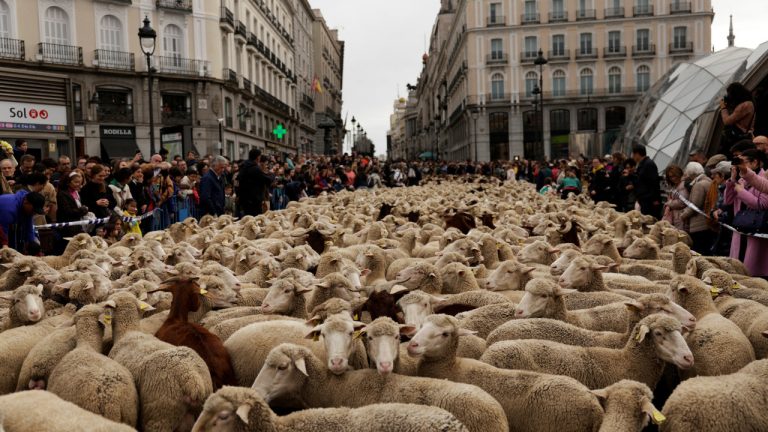 Las ovejas sustituyen el tráfico en las calles de Madrid en un antiguo ritual.  Ahora mira