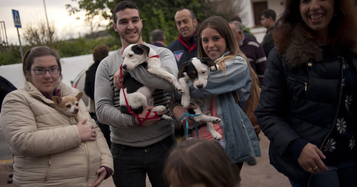 En España, cuando los perros ocupan el lugar de los niños