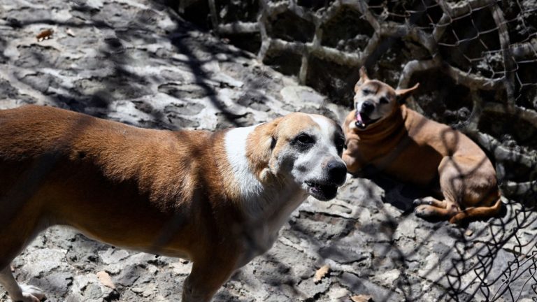 España: Más de mil perros sin orejas ni rabo.  58 propietarios investigados