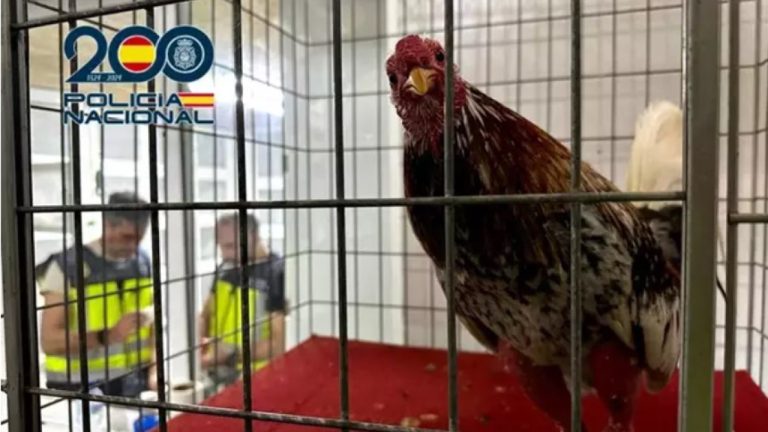 Gran ruedo de peleas de gallos descubierto en España.  Hay 19 detenidos