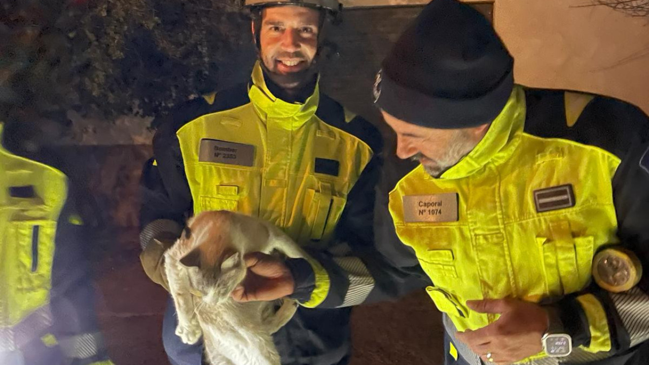 "Dócil".  Los bomberos rescatan a un gato atrapado en una palmera en Ibiza durante días