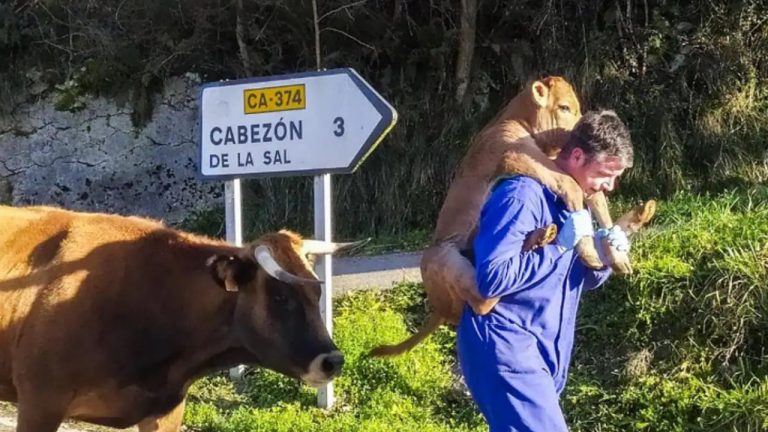 El cuidador de ganado lleva el ternero sobre su espalda.  El gesto ya se ha vuelto viral