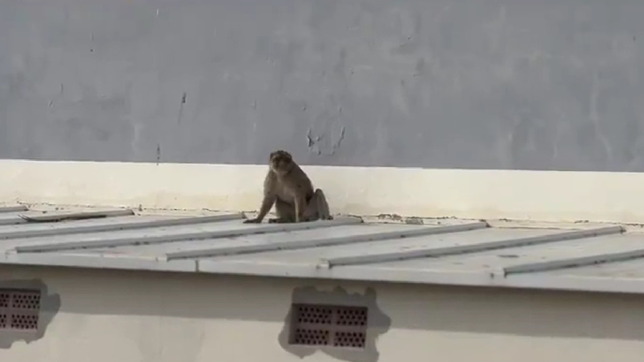 Un mono llegado de Gibraltar sale de Cádiz alborotado.  Imágenes