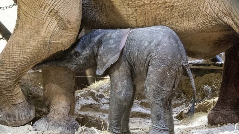 Nace una cría de elefante en el zoológico de Valencia.  Aquí tenéis el (impresionante) vídeo