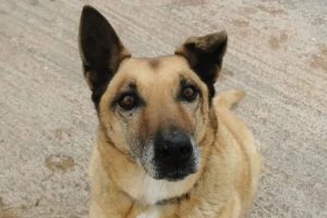 Dingo, de 17 años, pasó más de la mitad de su vida en la perrera hasta que fue adoptado