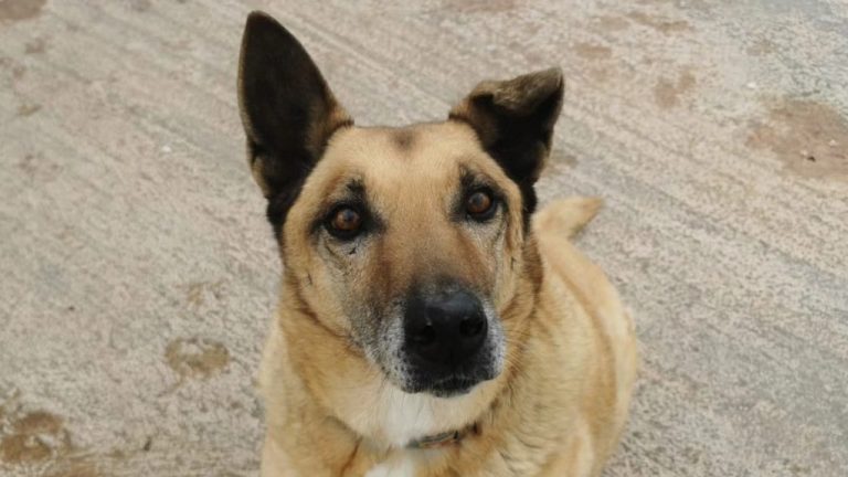 Dingo, de 17 años, pasó más de la mitad de su vida en la perrera hasta que fue adoptado