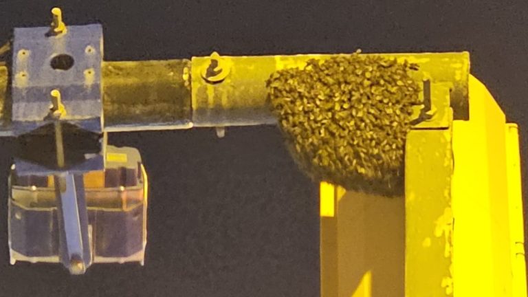 Episodio inusual.  Los bomberos eliminaron un enjambre de abejas… de los semáforos