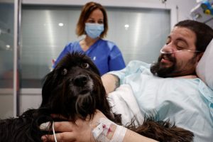 «Es óptimo».  Los perros de terapia elevan la moral de los pacientes de la UCI en España