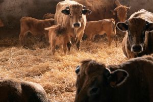 Muere una mujer tras ser atacada por vacas en una explotación ganadera en España