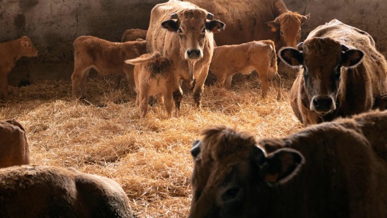 Muere una mujer tras ser atacada por vacas en una explotación ganadera en España