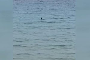 Menorca.  El avistamiento de tiburones obliga a izar la bandera roja en la playa
