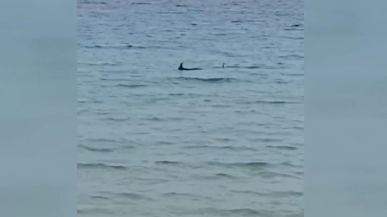 Menorca.  El avistamiento de tiburones obliga a izar la bandera roja en la playa