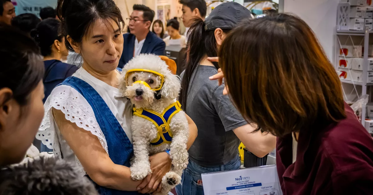 Restaurantes para perros, cochecitos para perros e incluso... servicios funerarios: en Seúl, el “gran sustituto” de los perritos