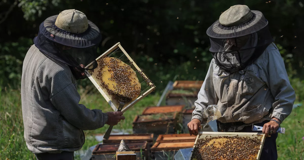 Australia: más de 800.000 abejas robadas del norte de Queensland