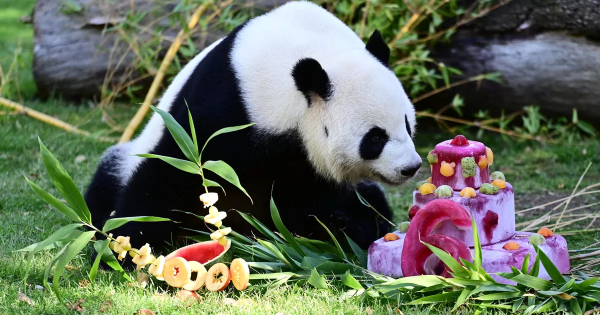 China envía dos pandas gigantes a Estados Unidos