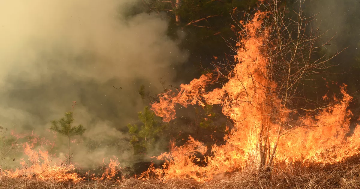 España: tres heridos en un incendio forestal en el interior de la Costa del Sol