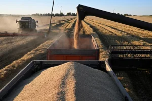 Aumento de los precios de la energía, los fertilizantes, los cereales, el efecto El Niño… Un cóctel explosivo para la inseguridad alimentaria en el mundo