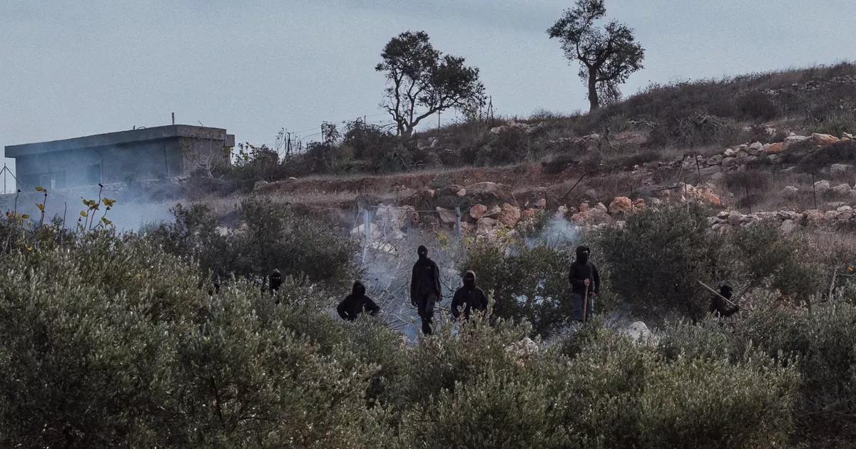 “Expulsar a los palestinos de sus tierras”: en Cisjordania, los colonos siembran el terror durante la cosecha de aceitunas